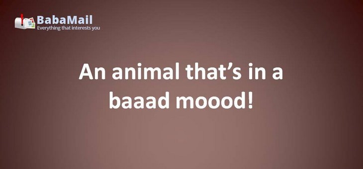 Animal puns