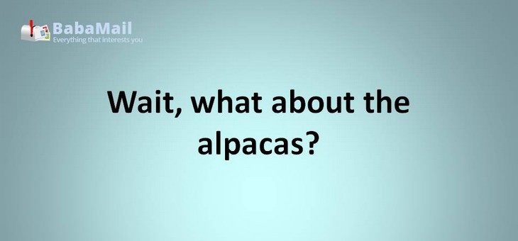 Animal puns: Wait, what about the alpacas? the "alpacalypse" was also harsh on them.