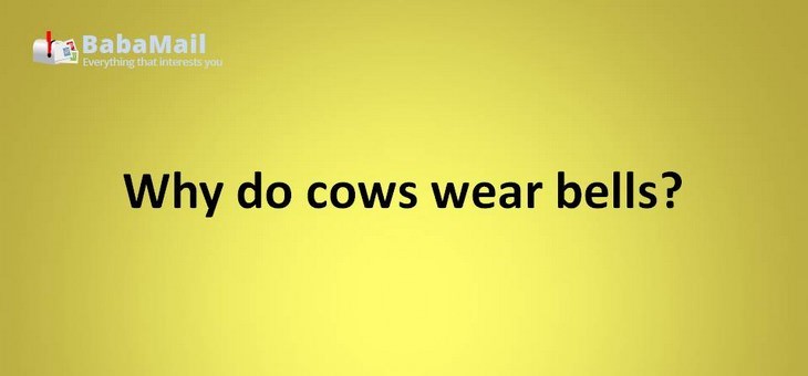 Animal puns: Why do cows wear bells? Because their horns don't work!