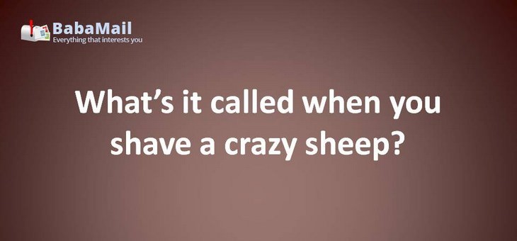 Animal puns: What's it called when you shave a crazy sheep? Shear madness!