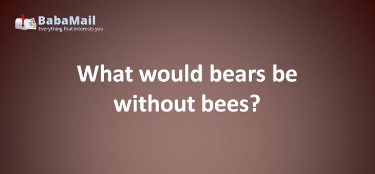 Animal puns: What would bears be without bees? Ears!