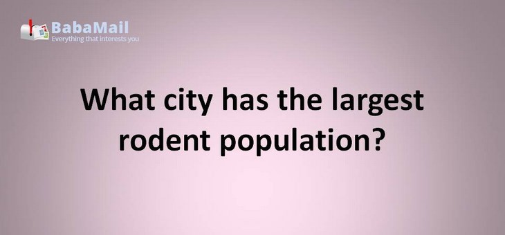 Animal puns: What city has the largest rodent population? Hamsterdam
