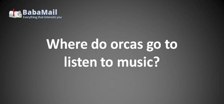 Animal puns: Where do orcas go to listen to music? The Orca-stra!