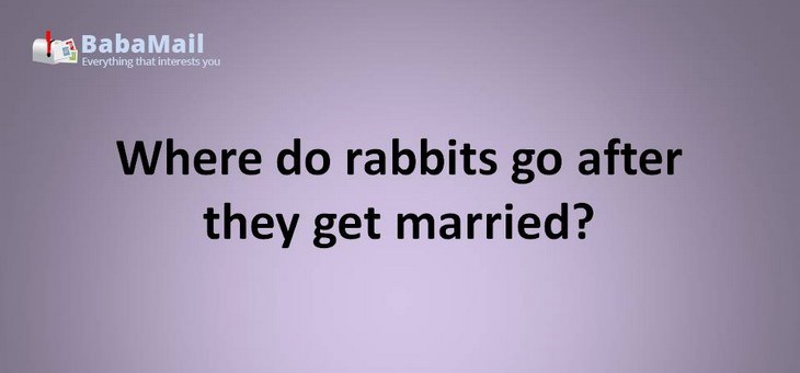 Animal puns: where do rabbits go after they get married? a bunnymoon