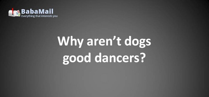 Animal puns: Why aren't dogs good dancers? Because they have two left feet