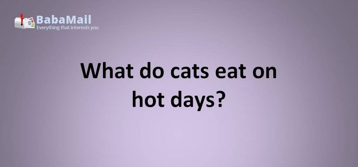Animal puns: what do cats eat on hot days? Mice cream