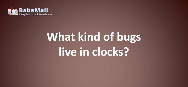 Animal puns: What kind of bugs live in clocks? Ticks