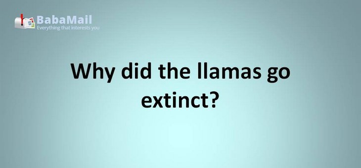 Animal puns: Why did the llamas go extinct? because they didn't survive the "llamagadon"