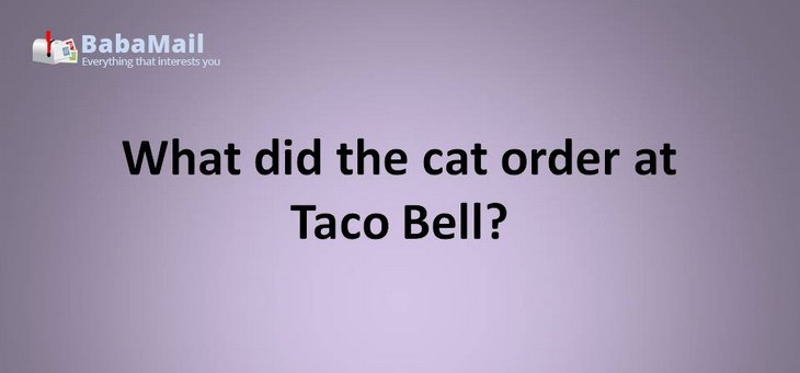 Animal puns: What did the cat order at Taco Bell? a purrito