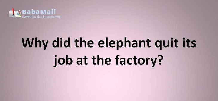 Animal puns: Why did the elephant quit his job at the factory? it was tired of working for peanuts
