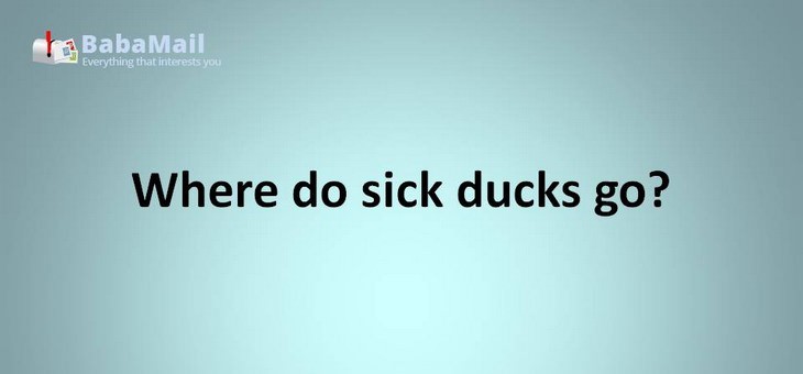 Animal puns where do sick ducks go? to the ducktor