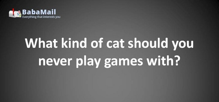 Animal puns: What kind of cat should you never play games with? A cheetah! 