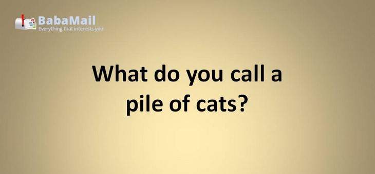 Animal puns: What do you call a pile of cats? A meowntain