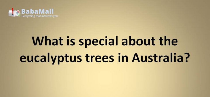 Animal puns: What is special about the eucalyptus trees in Australia? They have exceptional koala-ties!