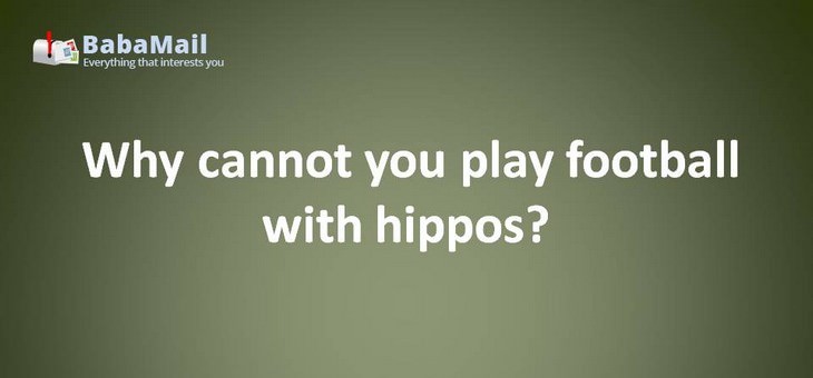 Animal puns: Why cannot you play football with hippos? They are very hard to tackle.
