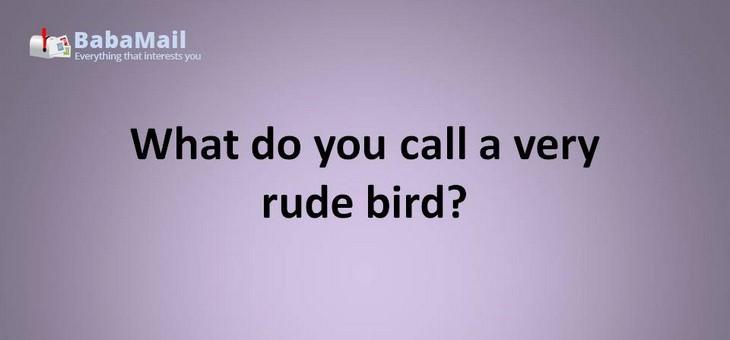 Animal puns: What do you call a very rude bird? a mockingbird