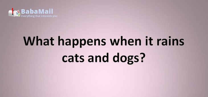 Animal puns: What happens when it rains cats and dogs? i don't know, but you can step in a poodle.