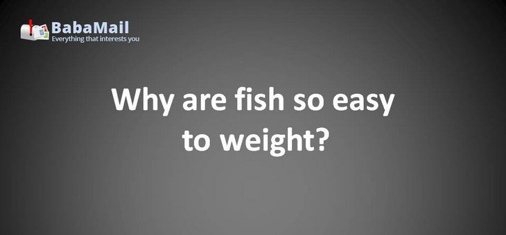 Animal puns: Why are fish so easy to weight? Because they have their own scales!