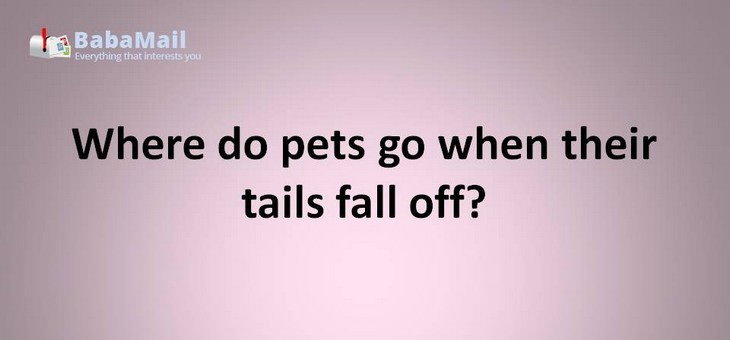 Animal puns: Where do pets go when their tails fall off? The re-tail store