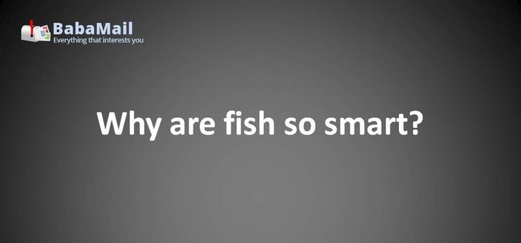 Animal puns: Why are fish so smart? Because they live in schools!