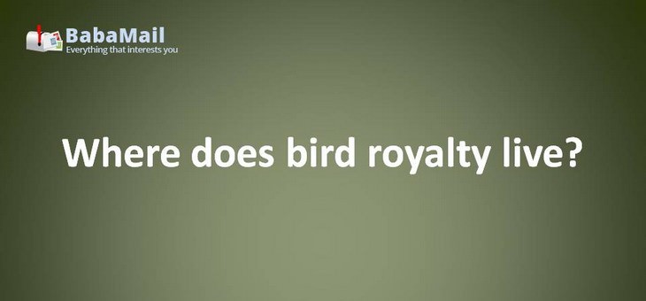 Animal puns: Where does bird royalty live? Duckingham Palace