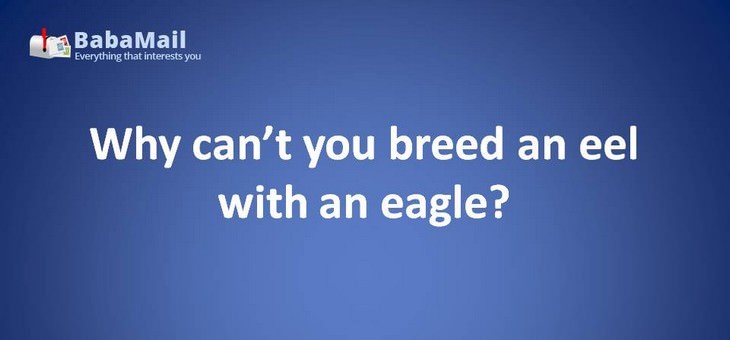 Animal puns: Why can't you breed an eel with an eagle? Because it's eeleagle.