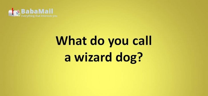 Animal puns: What do you call a wizard dog? A Labracadabrador!