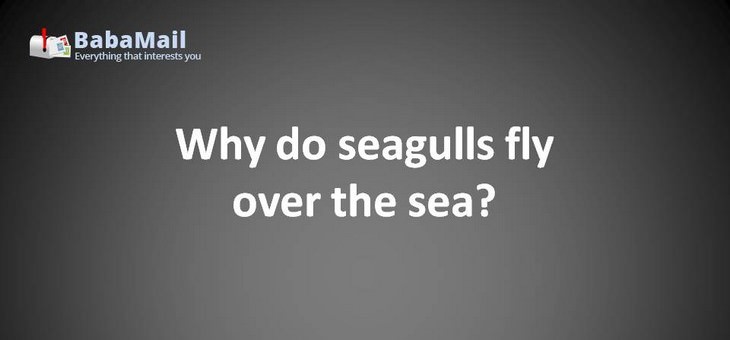 Animal puns: Why do seagulls fly over the sea? Because if they flew over the bay, they'd be bagels