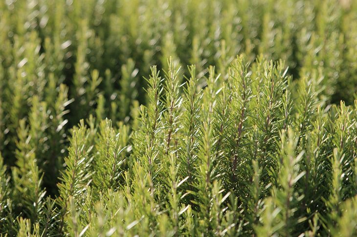 Health Benefits of Rosemary a rosemary bush