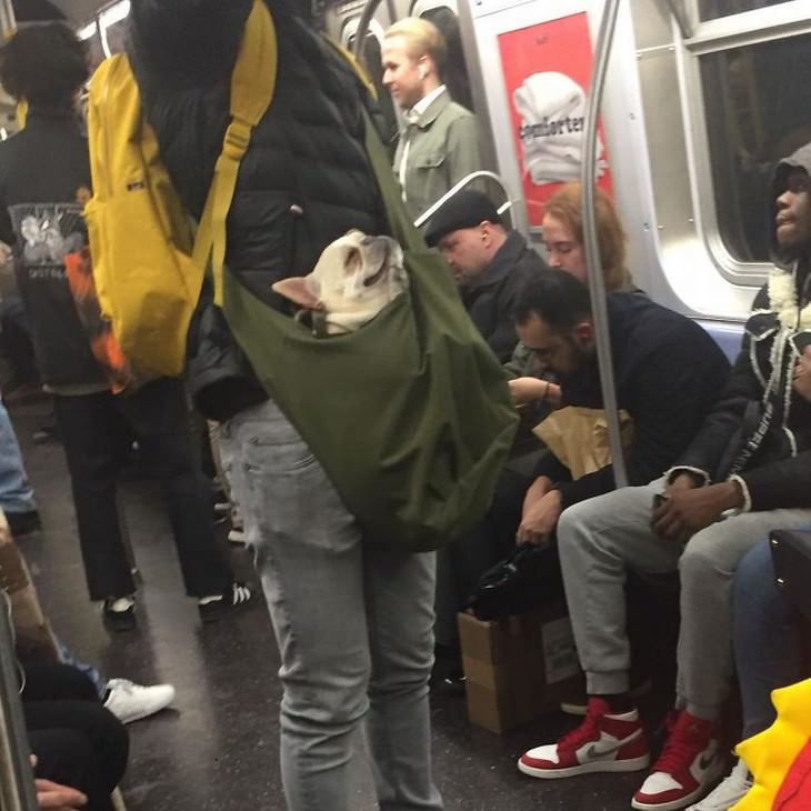 strange subway encounters dog in bag sleeping