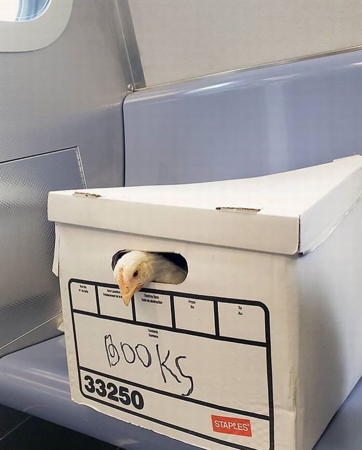 strange subway encounters book box chicken