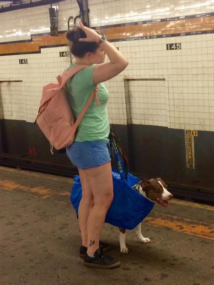strange subway encounters ikea dog