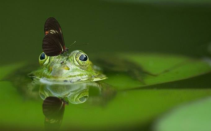 frog in the water with a flower on its head