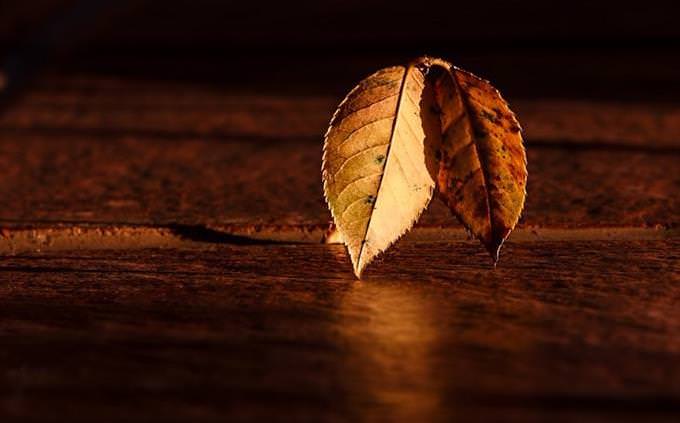 two brown leaves on a brown table