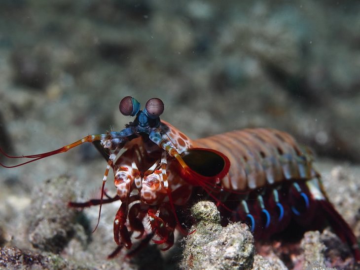Animal Facts  mantis shrimp