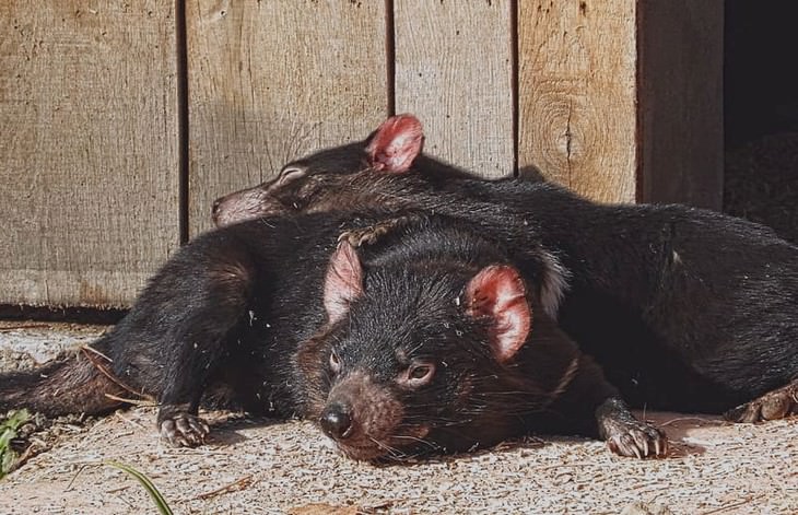Animal Facts Tasmanian devils