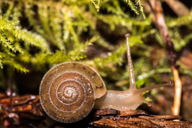 Animal Facts hairy snail