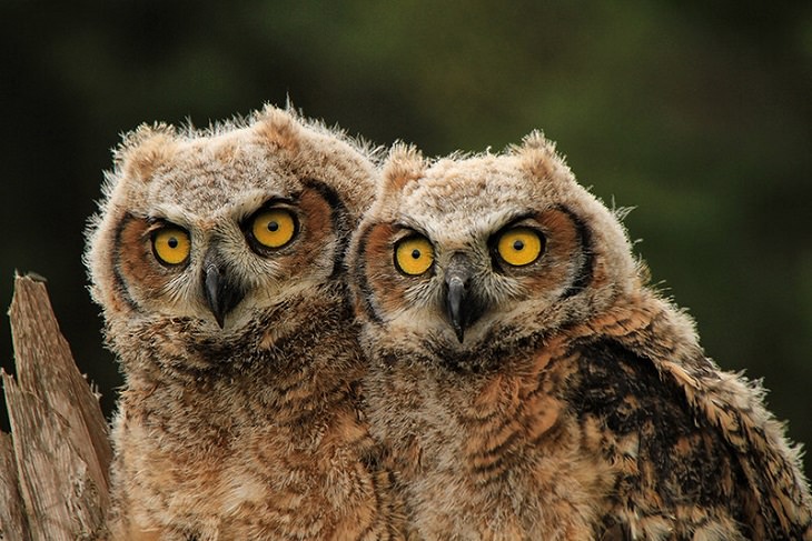 Animal Facts owls