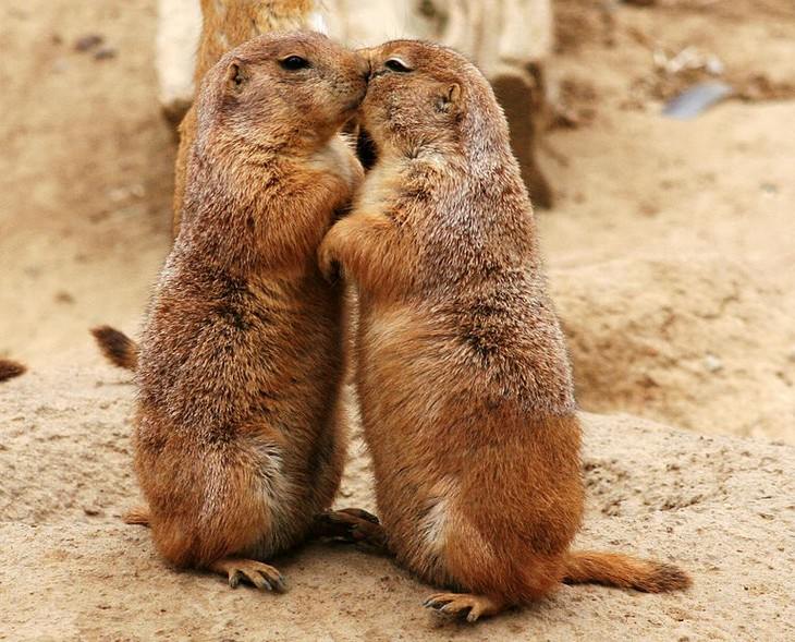 Animal Facts prairie dogs