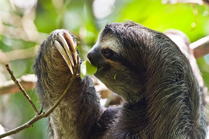 Animal Facts sloth