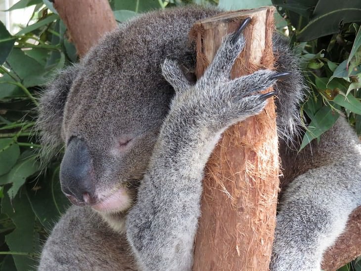Animal Facts koala