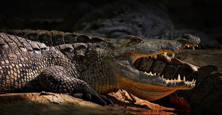 Animal Facts crocodile