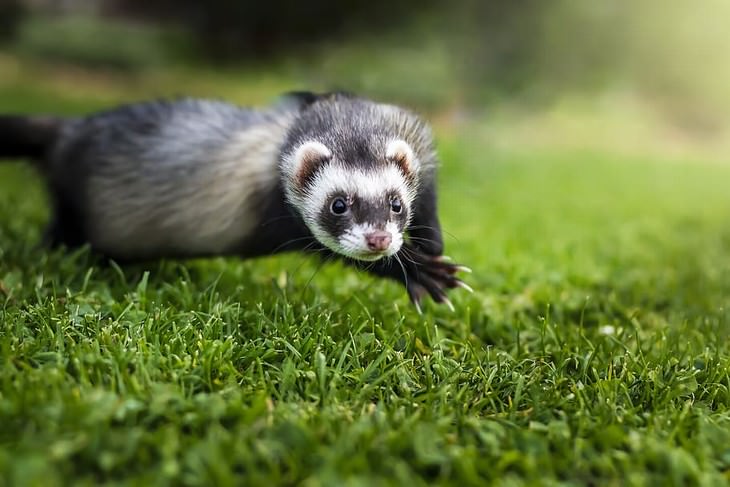 Animal Facts ferret