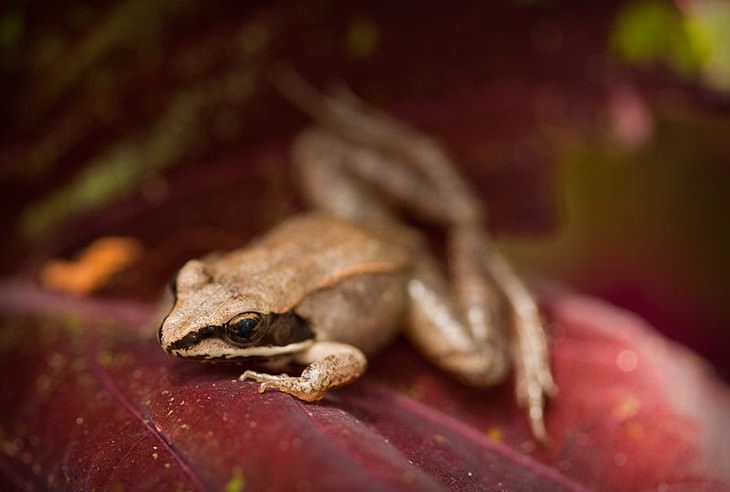 Animal Facts tree frog