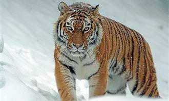 Tiger in snow