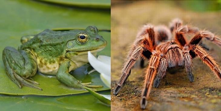Colombian Lesserblack Tarantulas and Humming Frogs