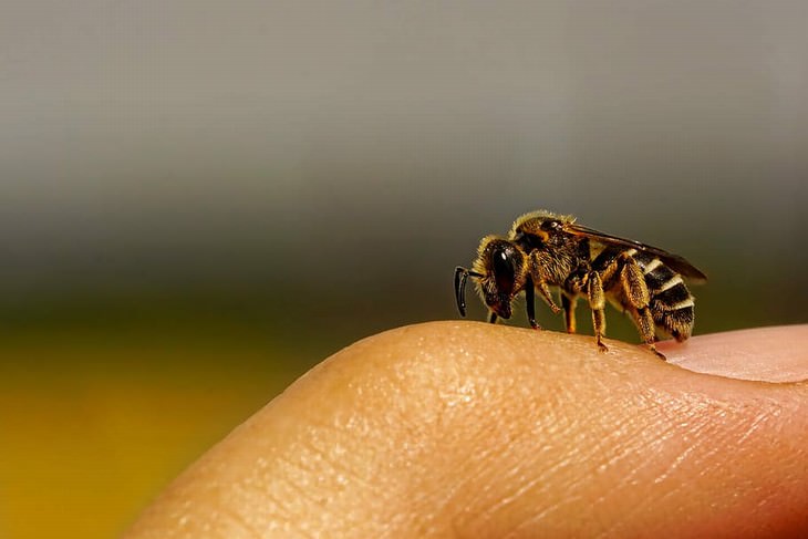 the World’s Strangest Addictions bee on skin