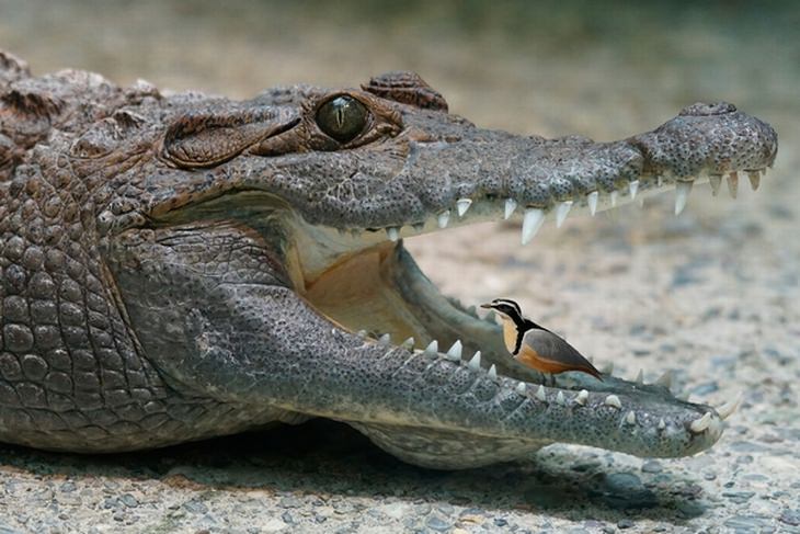 Crocodiles and Egyptian Plovers