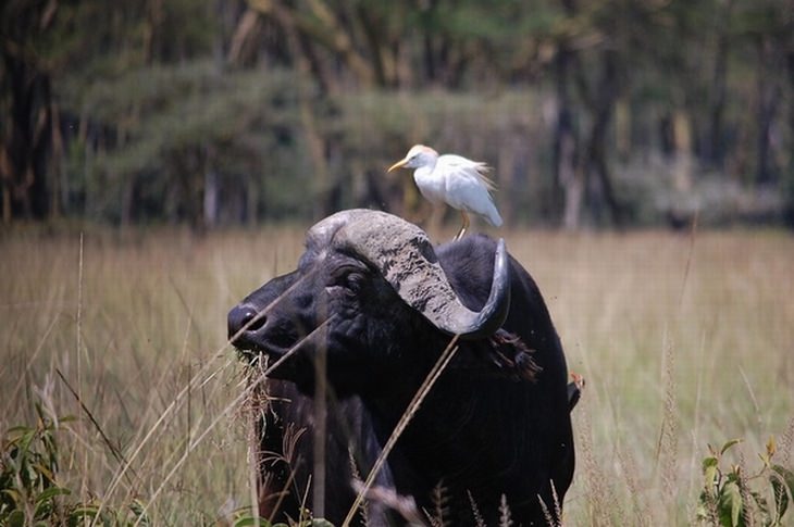 Water Buffalo and Cattle Egrets