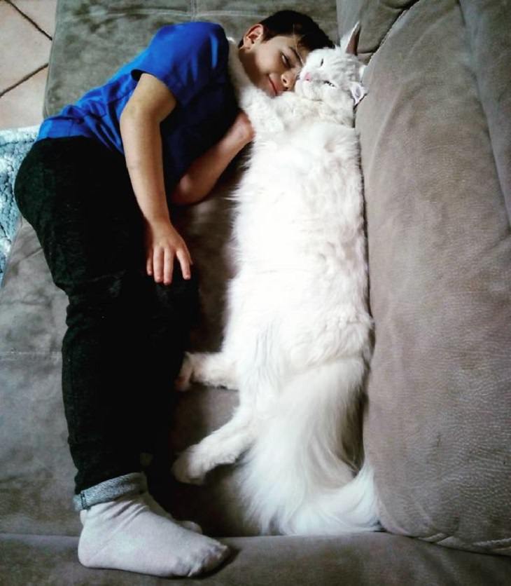 flexible cats: cat hugging boy